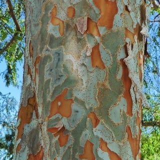 chinese elm bark