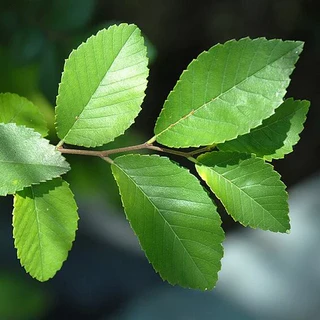 chinese elm leaves