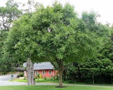 chinese elm tree
