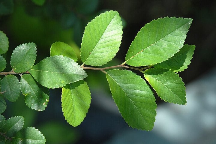 chinese elm tree leaves