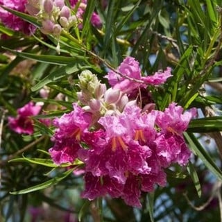 desert willow bubba flowers