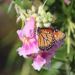 desert willow 'bubba jones' flower with butterfly