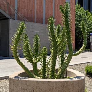 eve's needle in a container