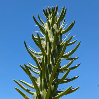 close up of eve's needle