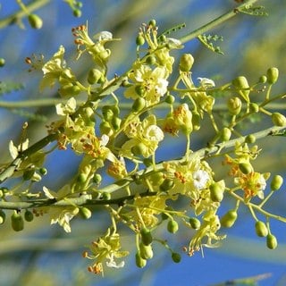 foothills palo verde flowers