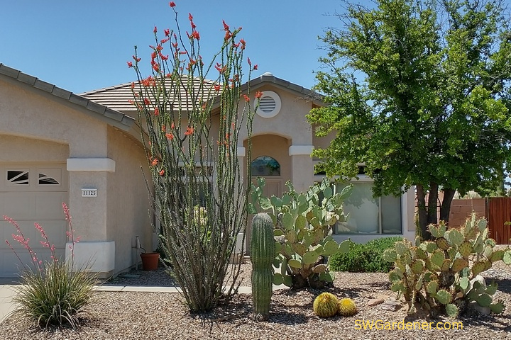 front-yard-native-plants-swg front yard with native desert plants