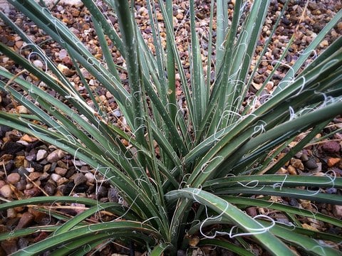 hesperaloe foliage