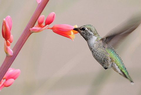 hesperaloe and hummingbird