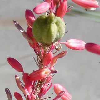 hesperaloe seed pod