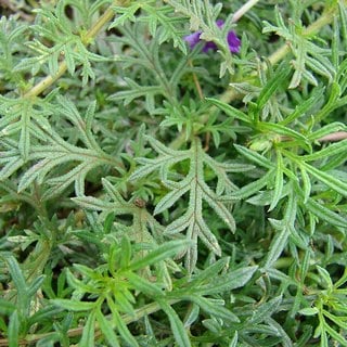 moss verbena foliage