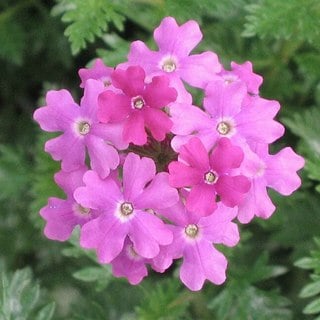 pink moss verbena