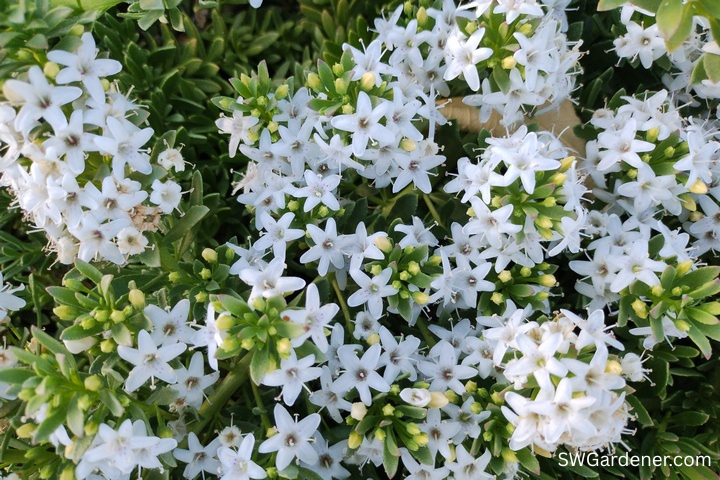 myoporum flowers