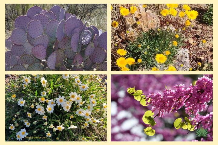 collage of native plants