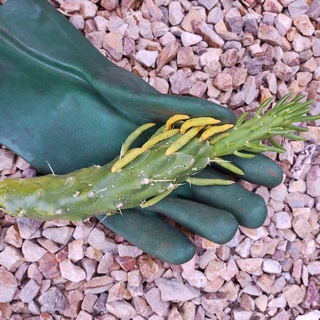 nitrile gloves holding cactus