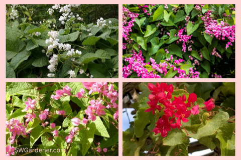 collage of queens wreath flowers