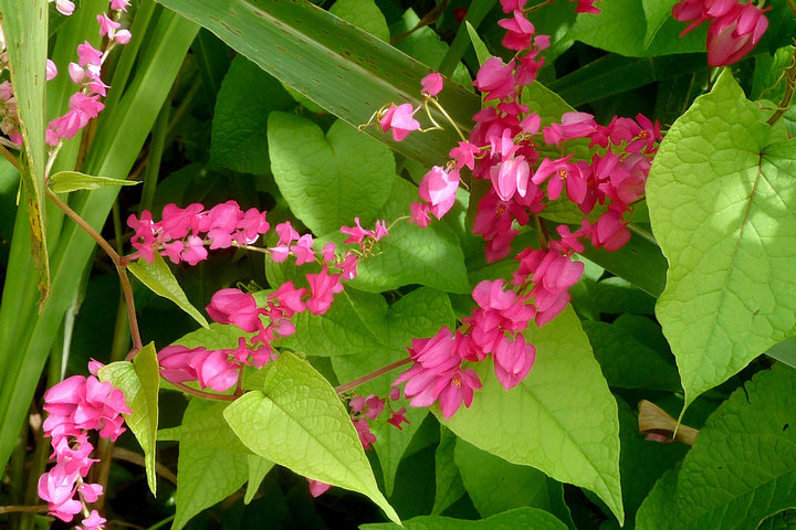 queens wreath vine
