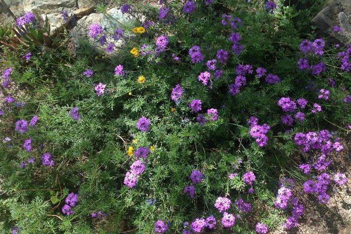 rock verbena