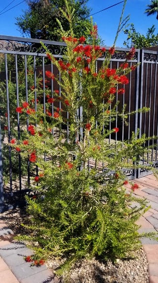slim-bottlebrush slim bottlebrush