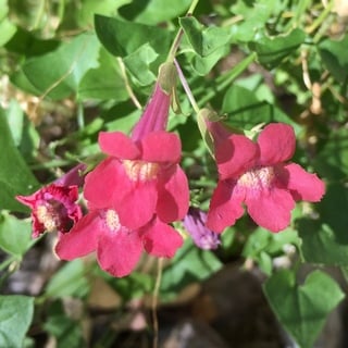 snapdragon vine, pink