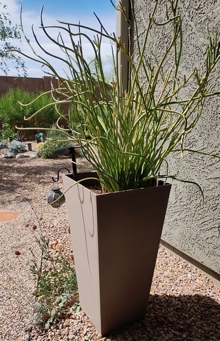 veradek-planter tall planter with lady slippers