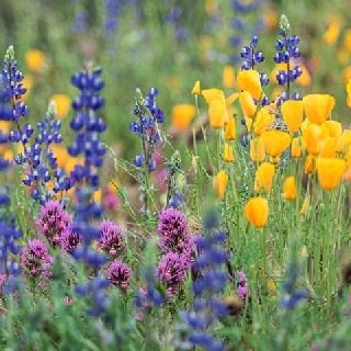 desert spring wildflowers