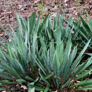 adams needle yucca