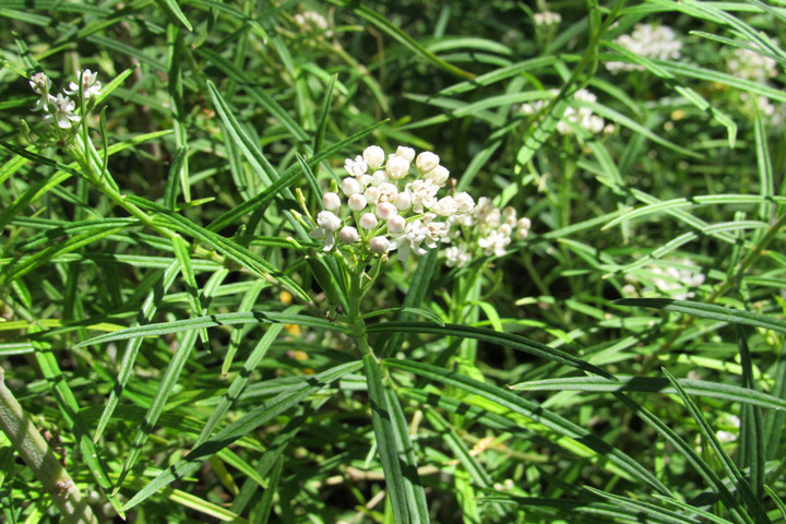 arizona milkweed