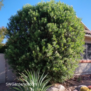 arizona-rosewood-sm-swg