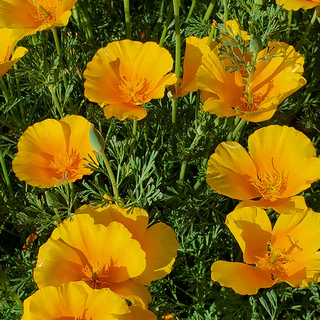 california poppy