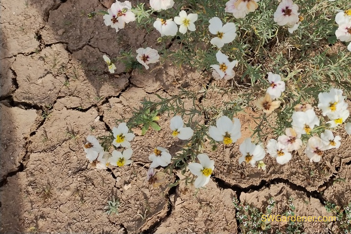 desert clay soil