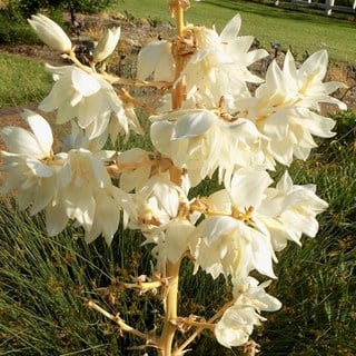 color guard yucca flowers