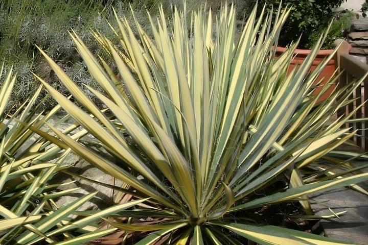 color guard yucca