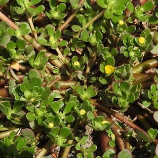 common purslane