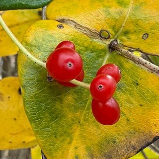 coral honeysuckle berries