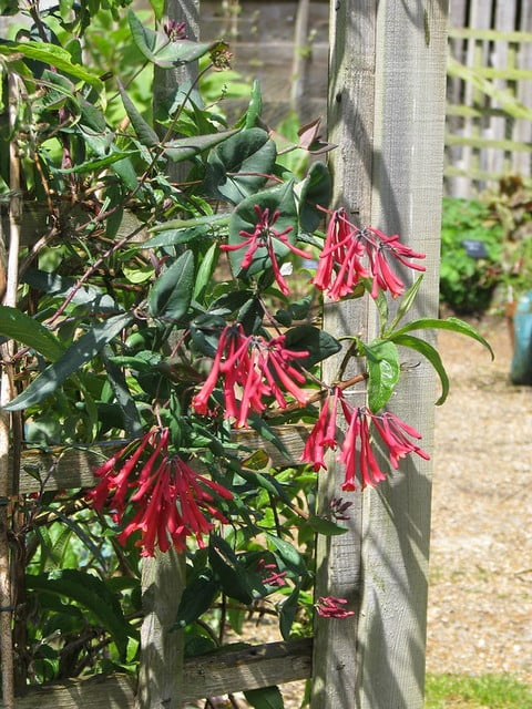 coral-honeysuckle-full coral honeysuckle