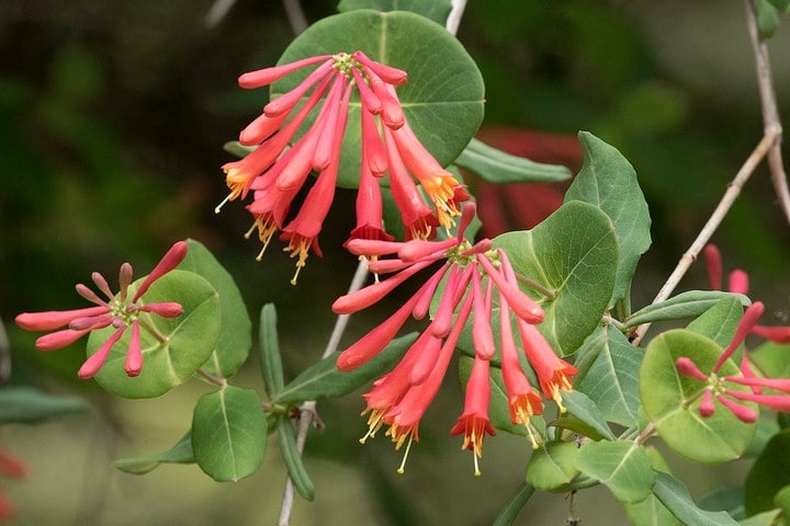 coral-honeysuckle coral honeysuckle