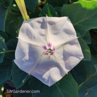 datura-sm-swg purple tinged sacred datura