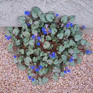 desert bluebell