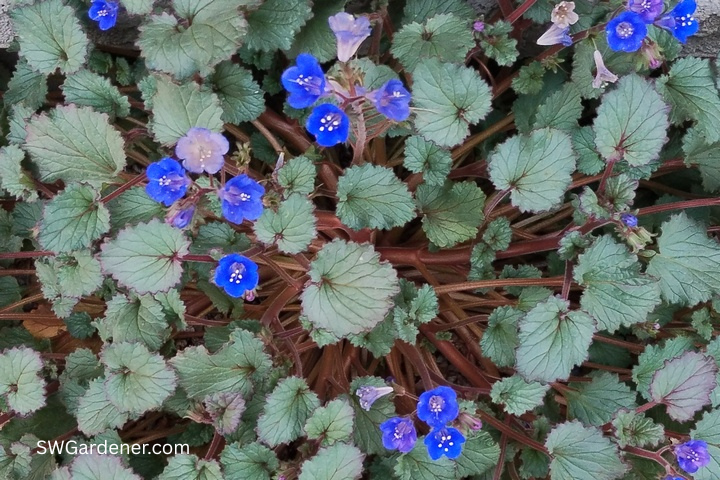 desert bluebell