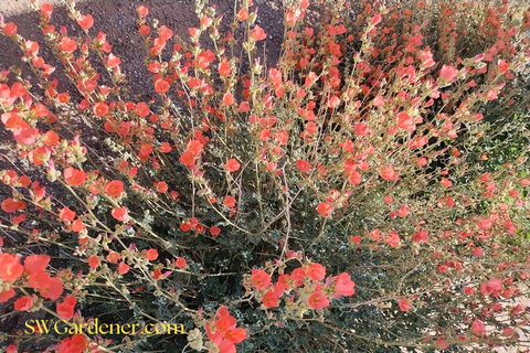 globe mallow