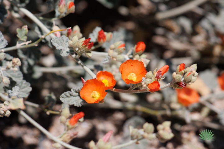 globe mallow