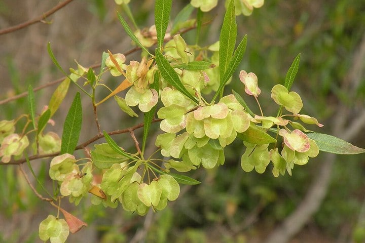 hop bush