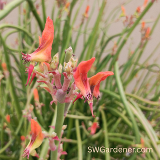 Lady Slipper: Unique Sculptural Succulent | Southwest Gardener