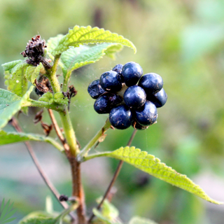 lantana berries