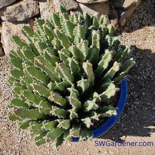 moroccan mound in a pot