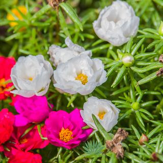 moss roses