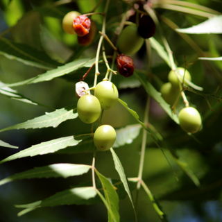 neem leaves and seeds