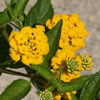 new gold lantana flowers