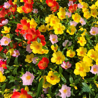 ornamental-purslane-sm ornamental purslane
