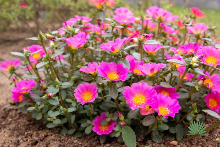 ornamental purslane
